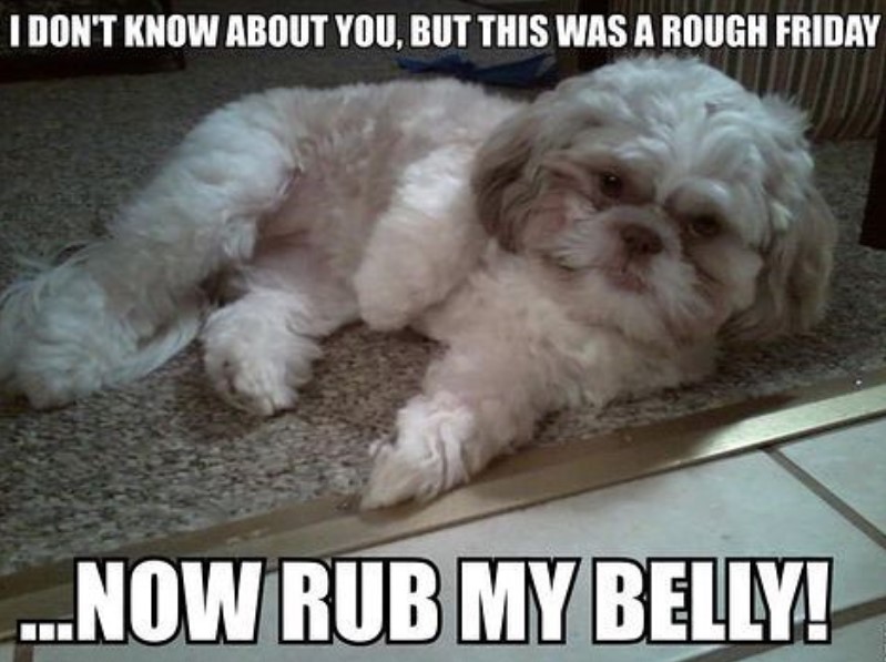 Shih Tzu lying on the floor photo with a text 