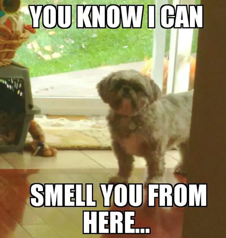 curious Shih Tzu photo with a text 