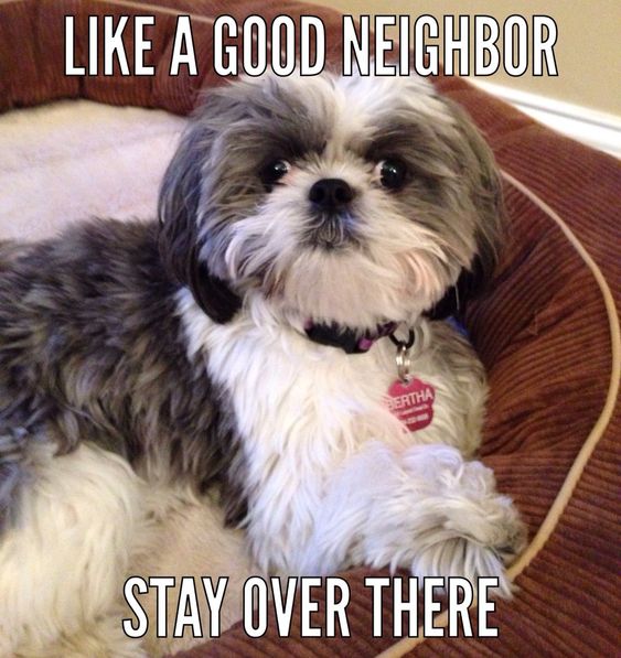 Shih Tzu lying on its bed with a text 