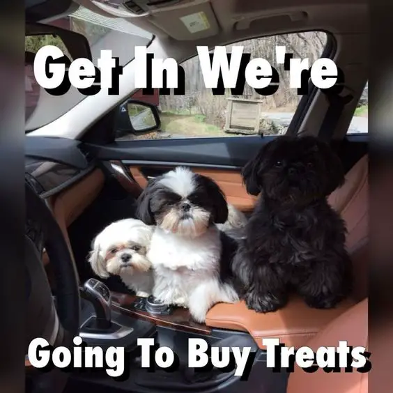three Shih Tzu sitting inside the car photo and a text 
