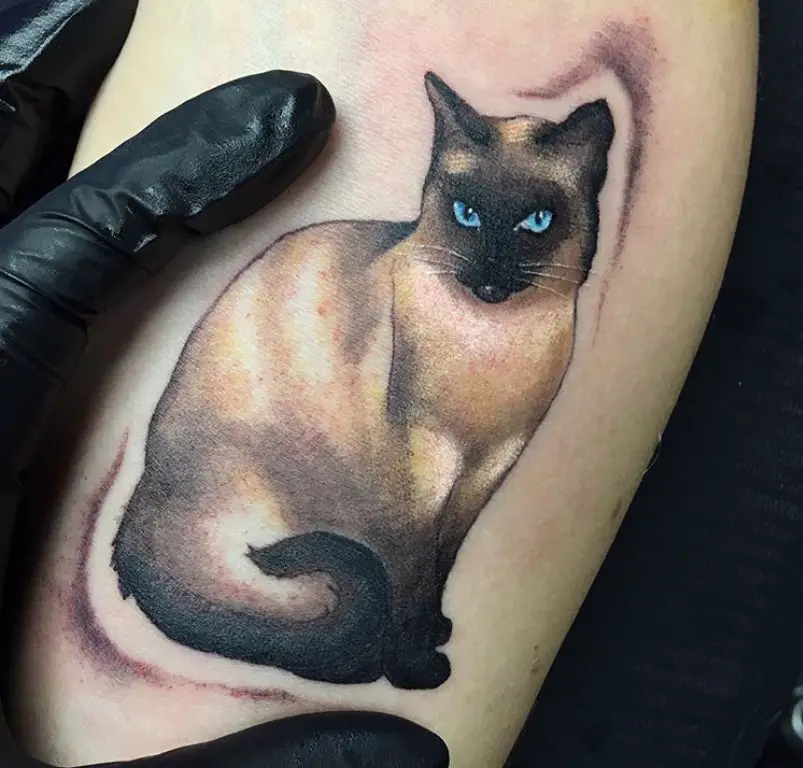 realistic sitting Siamese Cat tattoo on the leg