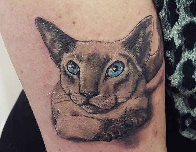 front view of a Siamese Cat in lying down position while looking up 3D tattoo