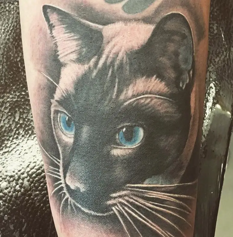 3D black and white Siamese Cat with blue eyes tattoo on the shoulder