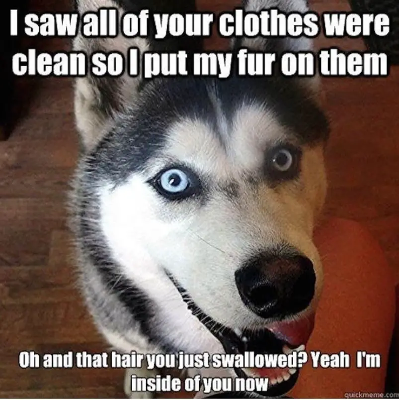 happy face of a siberian husky with a text 