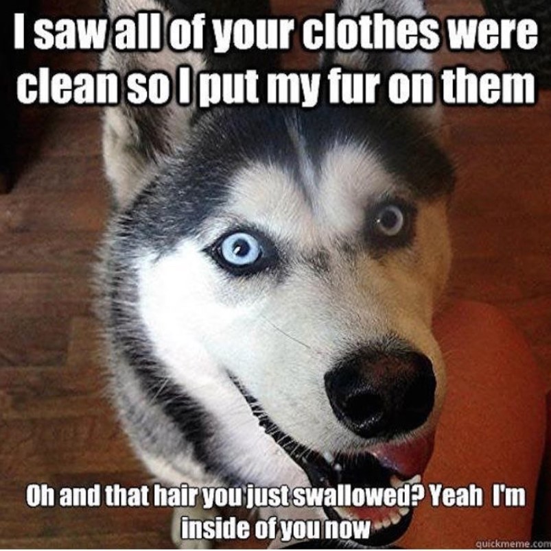 happy face of a siberian husky with a text 