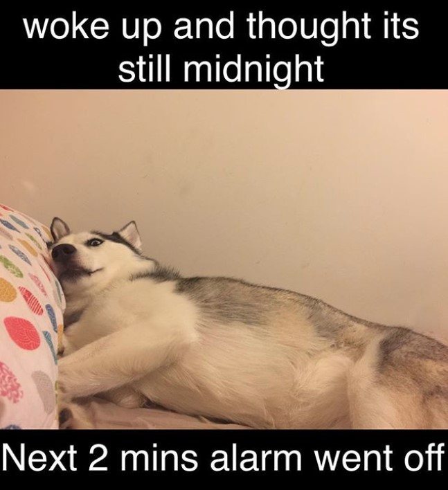siberian husky lying on the bed with a scared face and a text 