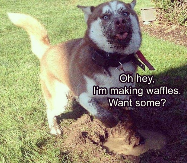 funny face of a husky with mud while digging in the garden picture with a text 