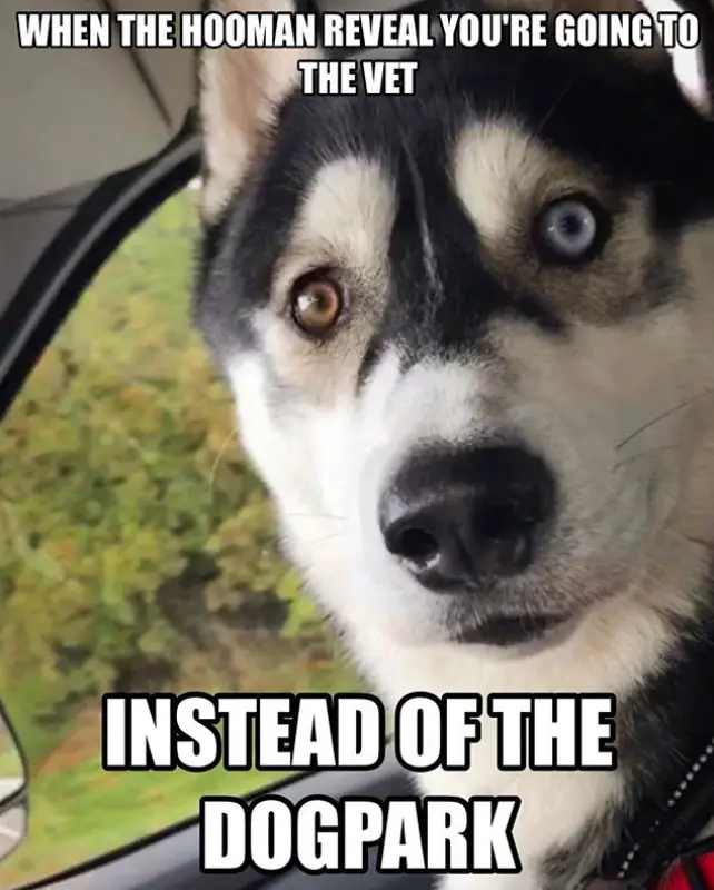 shocked face of a husky in the car picture with a text 