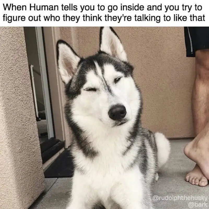 husky lying on the floor while focusing its eyes expression picture with a text 