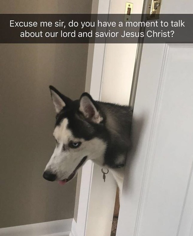 siberian husky face enter the door with a text 