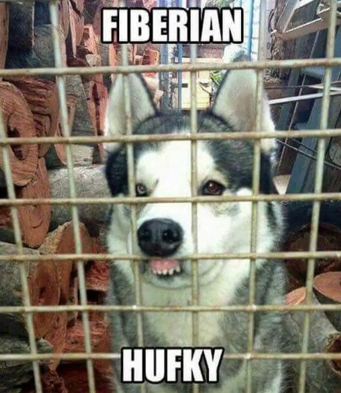 husky puppy biting the mesh fence with a text 