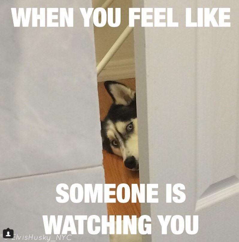 siberian husky peeking behind the door picture with a text 