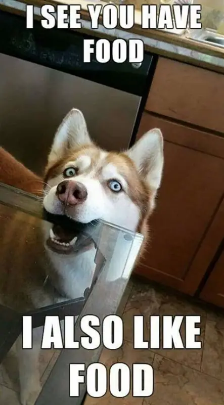 siberian husky biting the table with a text 