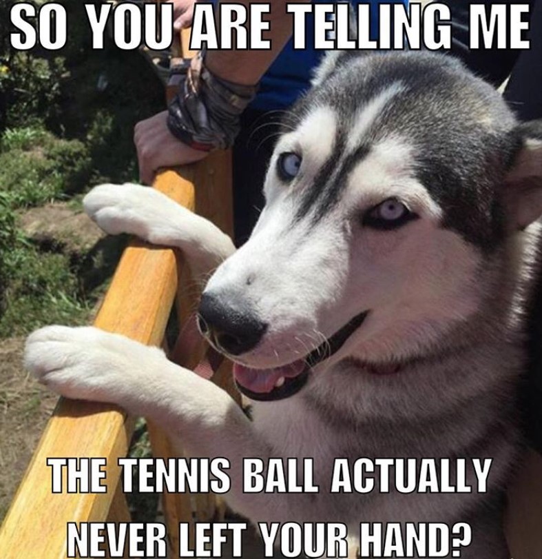 a siberian husky standing by the fence while looking at you with a text 