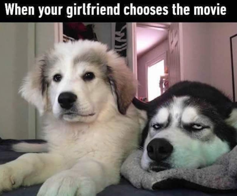 grumpy face of a siberian husky beside another dog with a text 