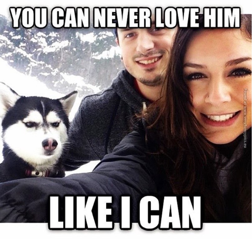 selfie of couples with an angry faced siberian husky and a text 