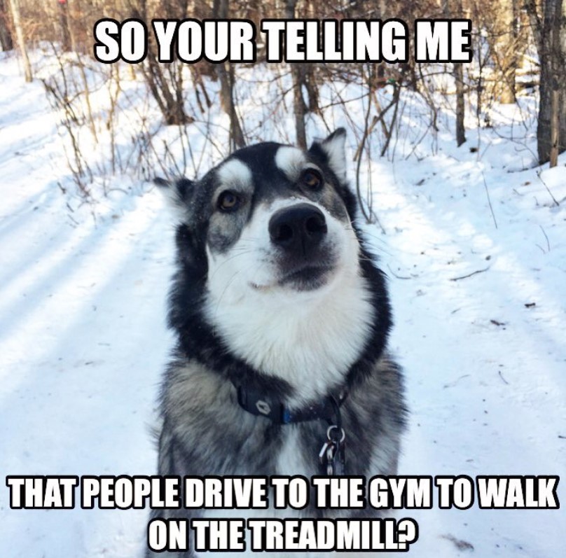 siberian husky sitting on the snow with a text 