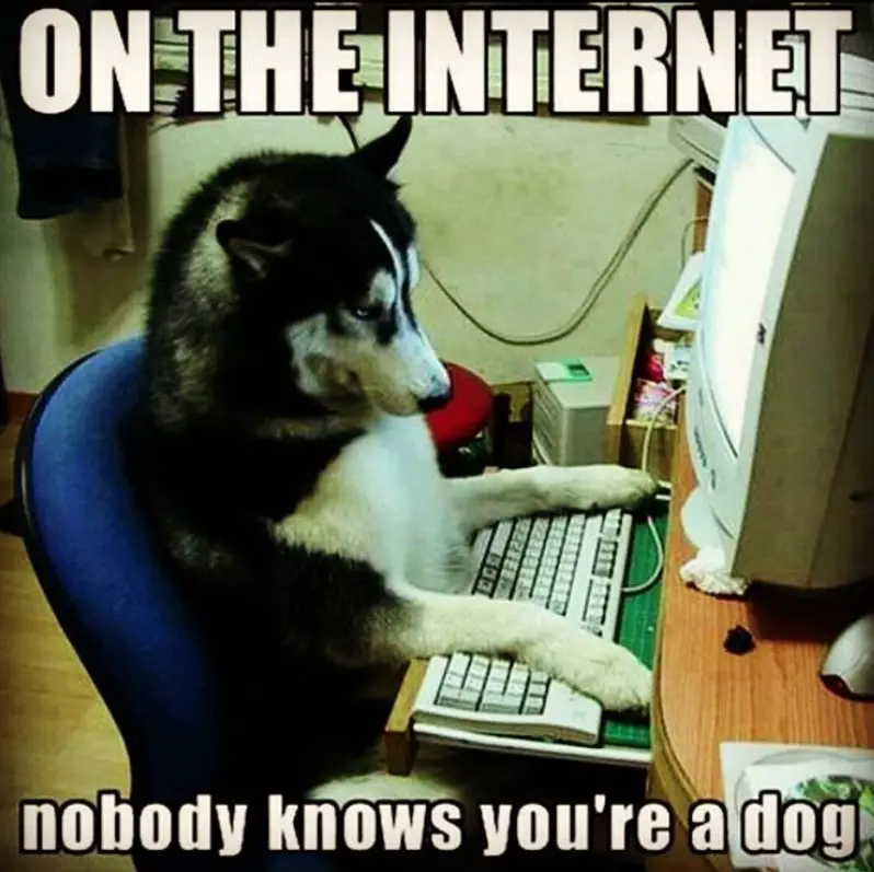 husky on the computer picture with a text 