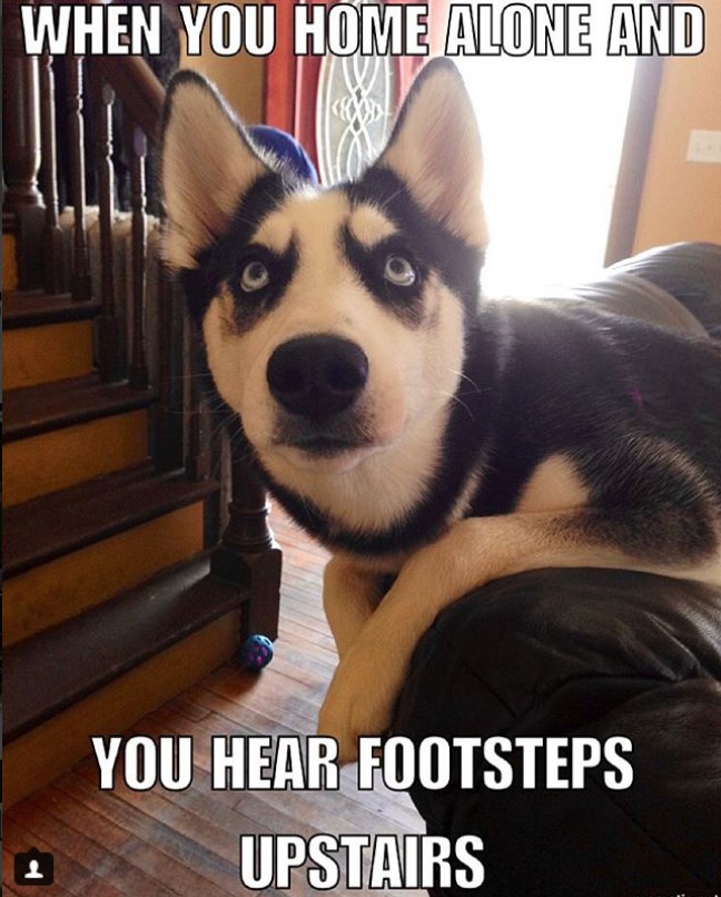 siberian husky suspiciously looking upstairs picture with a text 