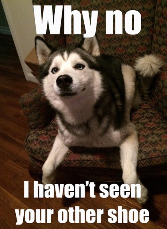 picture of a husky sitting on the couch with a text 