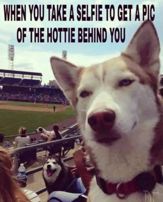 a serious faced siberian husky taking a selfie with a smiling siberian husky on the back picture with a text 