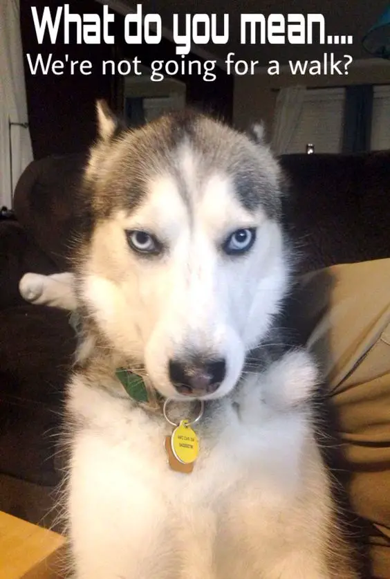 siberian husky sitting on the couch with a serious face and a text 