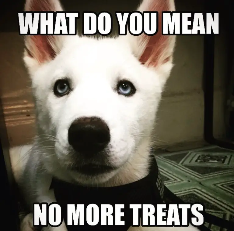 begging siberian husky face with a text 