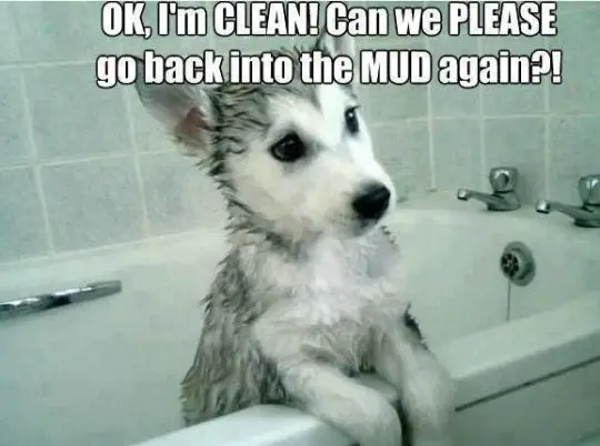 siberian husky puppy taking a bath in the bathtub with a text 