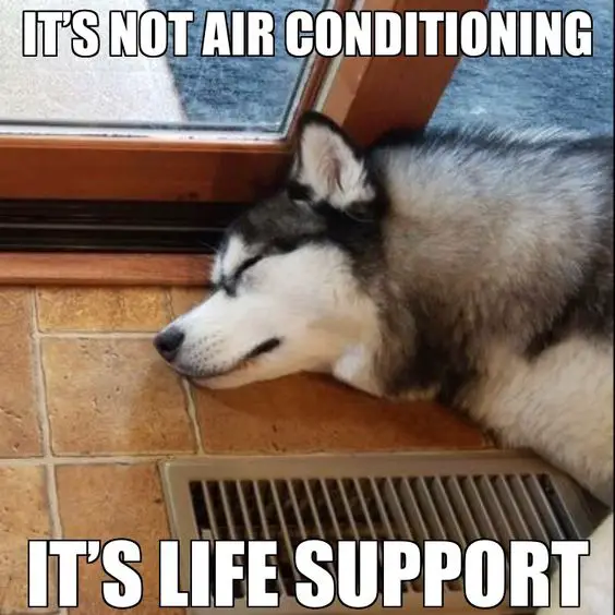 siberian husky sleeping on the floor with an exhaust fan and a text 