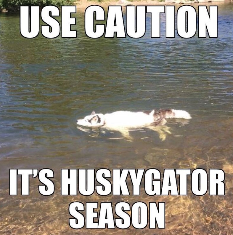 a picture of a husky swimming in river with a text 