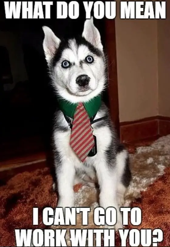 siberian husky sitting on the floor wearing a necktie and a text 
