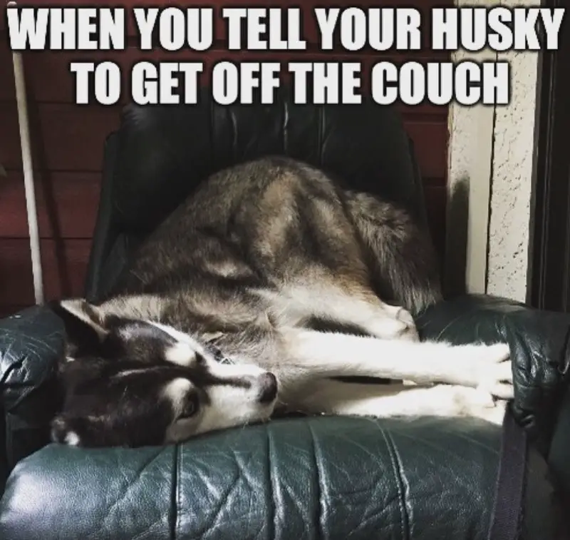 husky sleeping on the couch with a text 