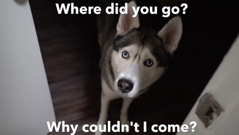 siberian husky behind the door with a text 