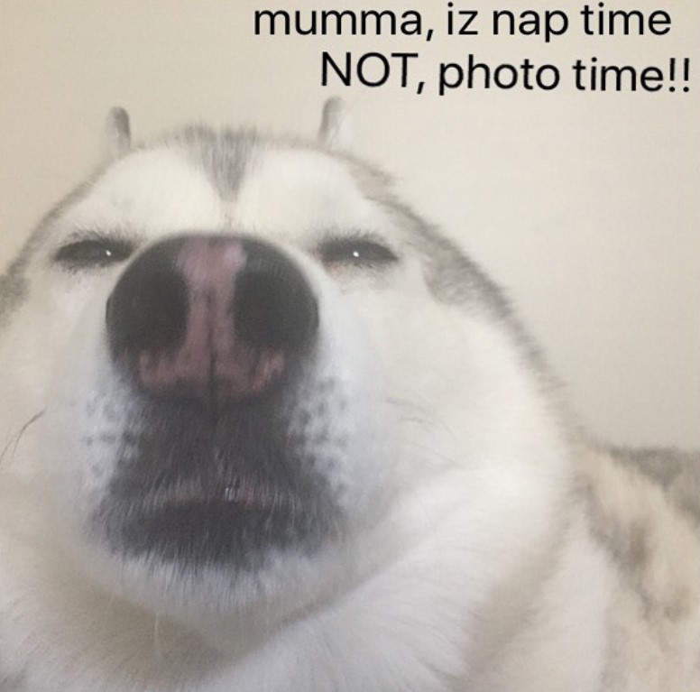 funny jus woke up face of a husky picture with a meme 