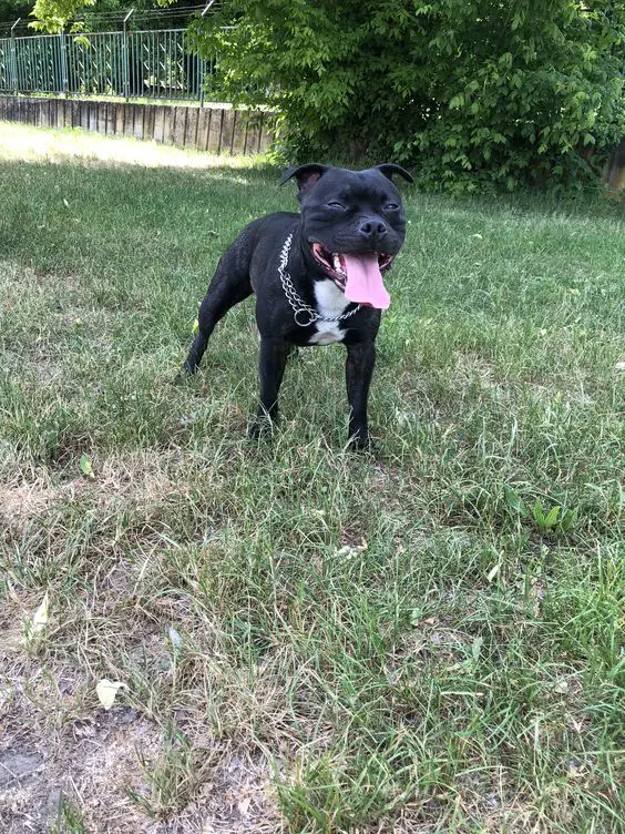 Staffordshire Bull Terrier in the yard with its tongue sticking out
