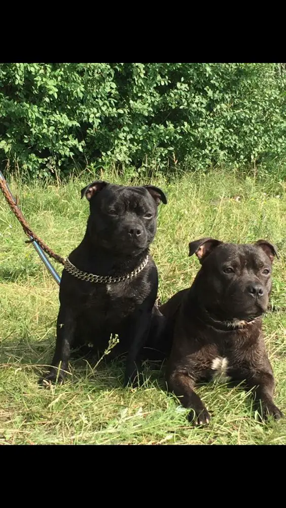 two black Staffordshire Bull Terrier sitting and lying down on the green grass