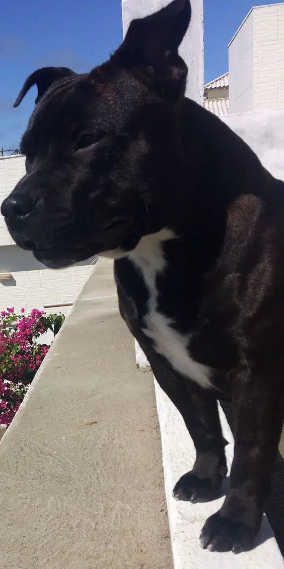 Staffordshire Bull Terrier in the balcony