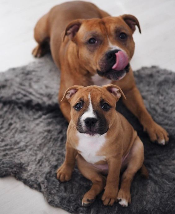 Staffordshire Bull Terrier adult and puppy sitting on the carpet