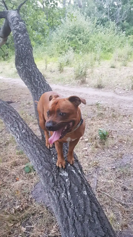 Staffordshire Bull Terrier on top of the branch of a tree