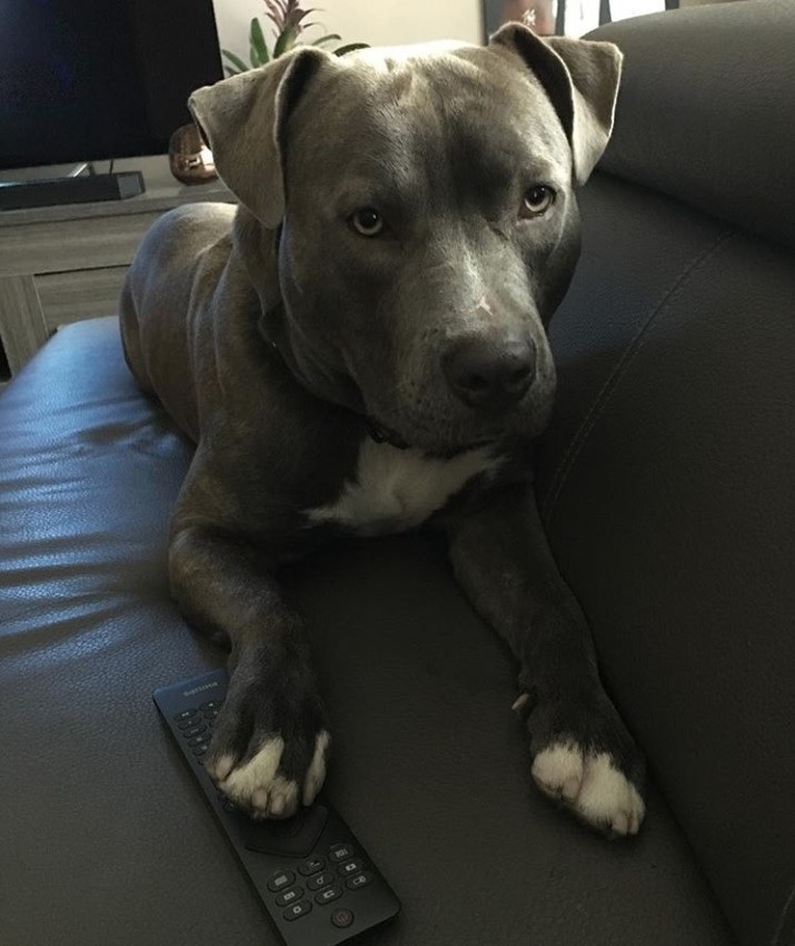 Staffordshire Bull Terrier lying on the couch with a remote on its hand