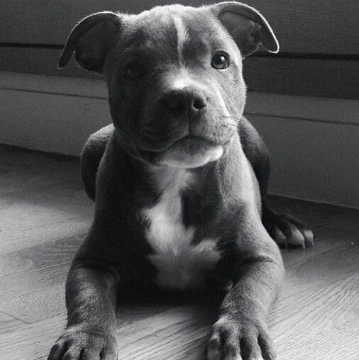 black Staffordshire Bull Terrier puppy lying down on the floor