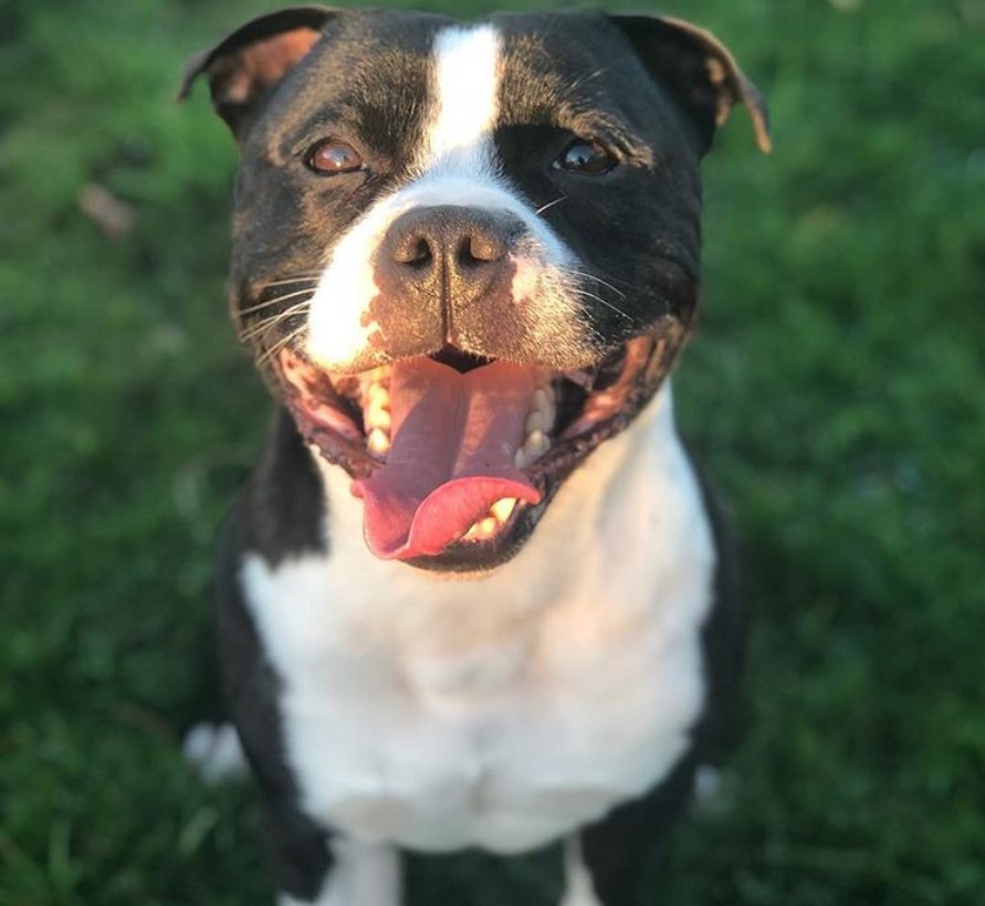 Staffordshire Bull Terrier sitting on the green grass with sunlight on its face