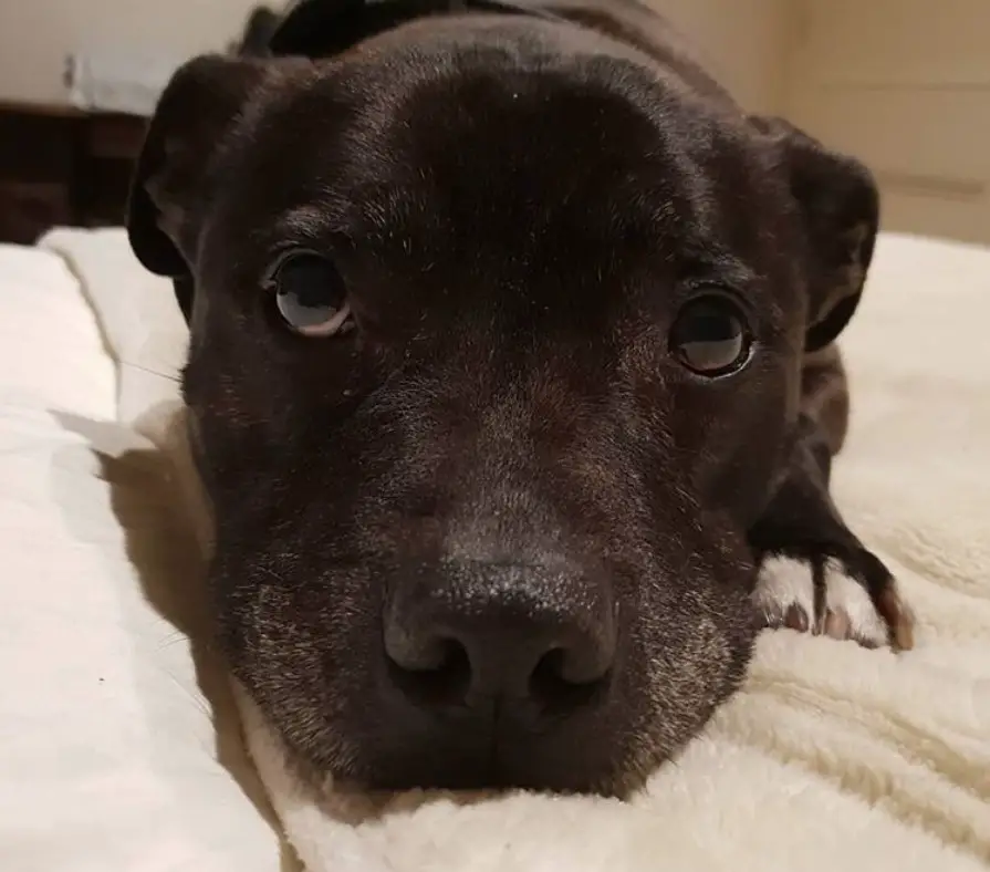 Staffordshire Bull Terrier lying on the bed