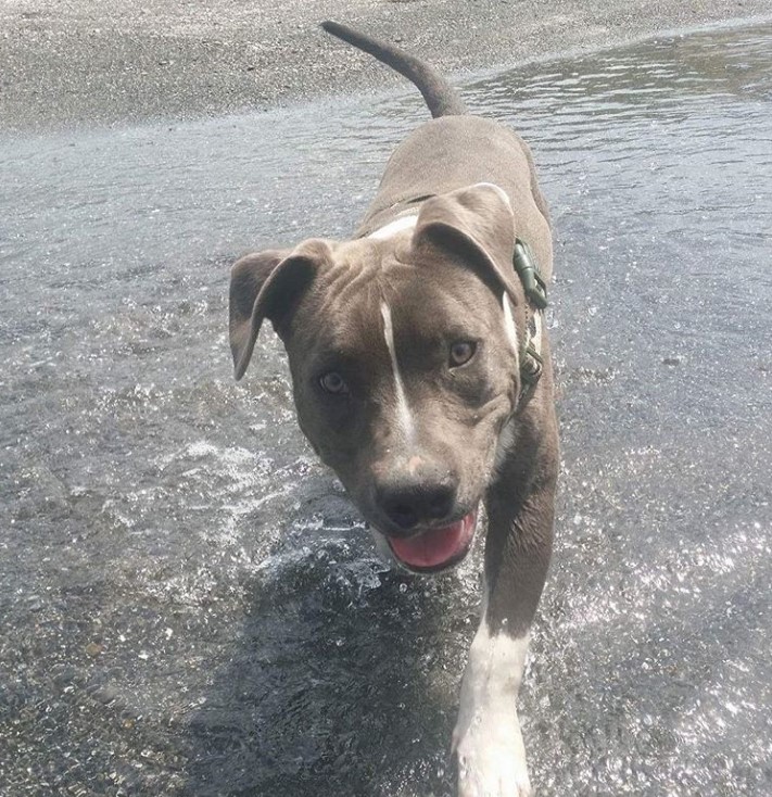 Staffordshire Bull Terrier taking a walk by the beach