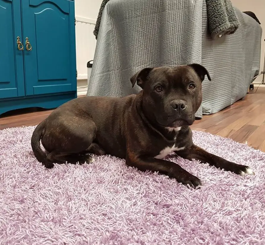 Staffordshire Bull Terrier lying down on a purple fluffy carpet