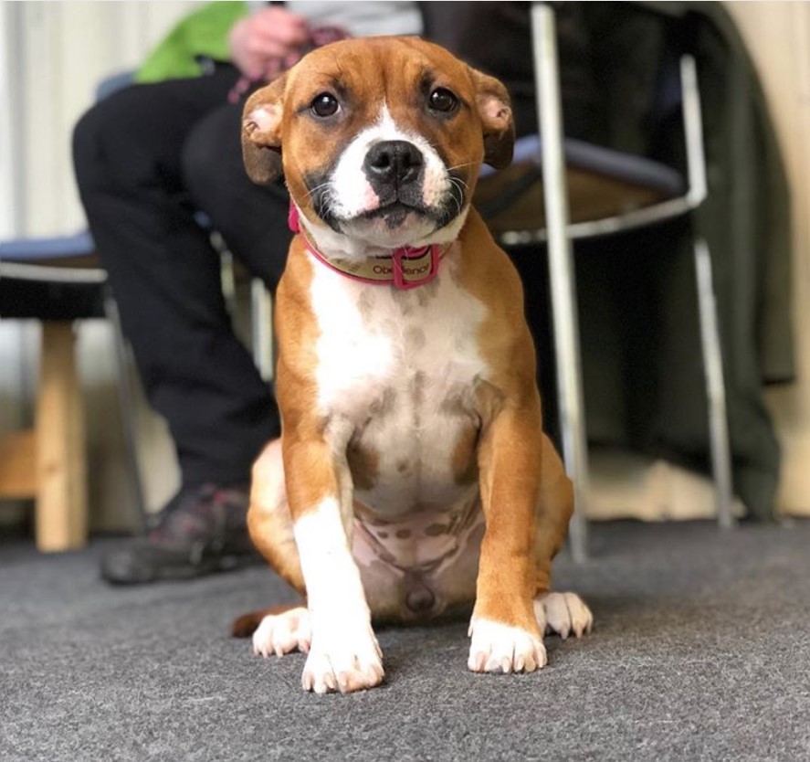 Staffordshire Bull Terrier sitting on the floor