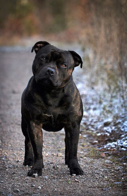 black Staffordshire Bull Terrier tilting its head