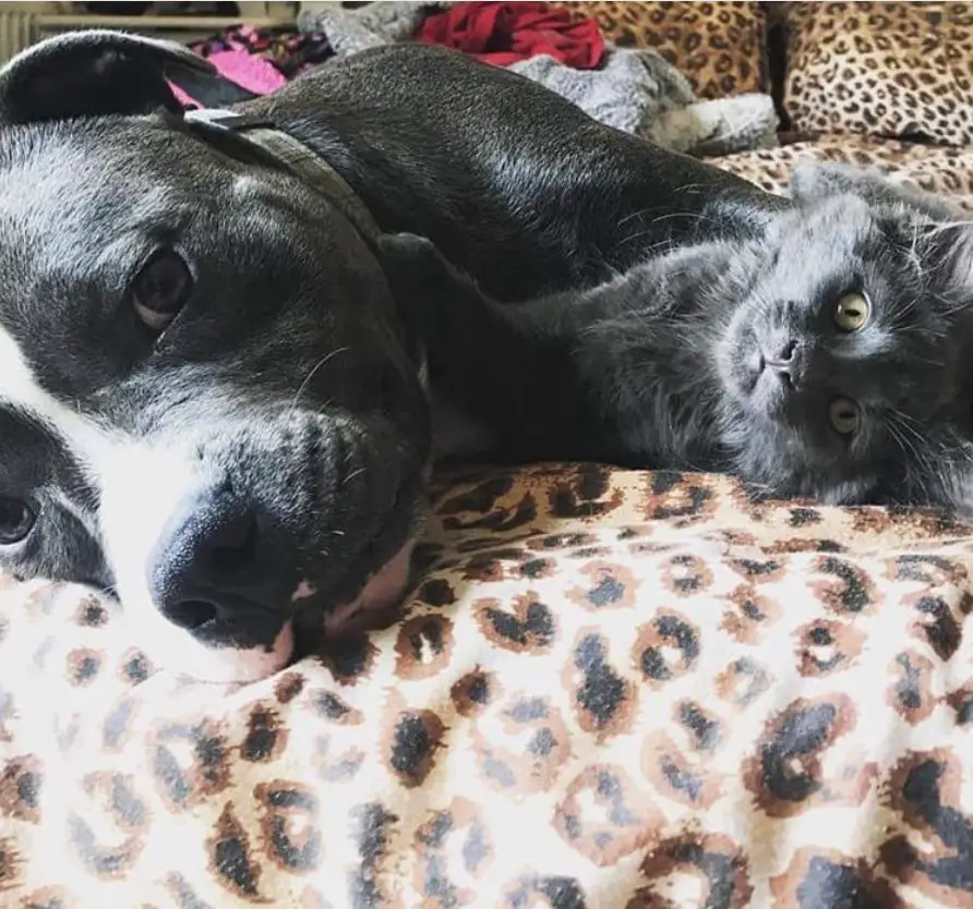 Staffordshire Bull Terrier lying on the couch with a cat