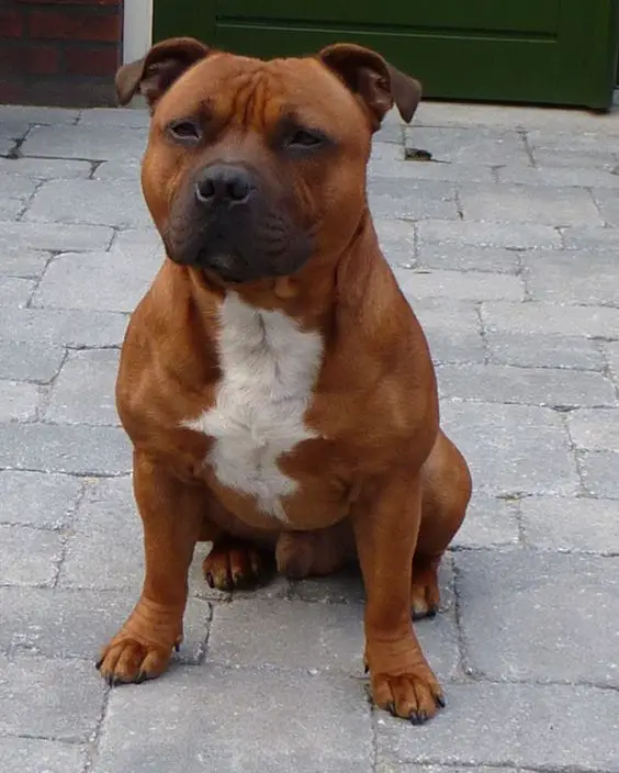 Staffordshire Bull Terrier sitting on the ground