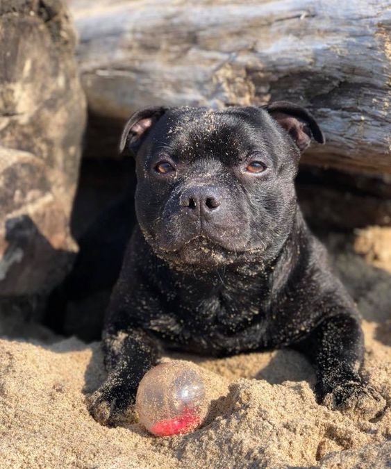 black Staffordshire Bull Terrier lying down in the sand with a ball